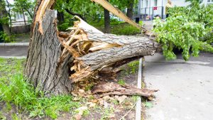 ornado storm damage to trees and homes in Jacksonville, Florida after February 2020 tornado