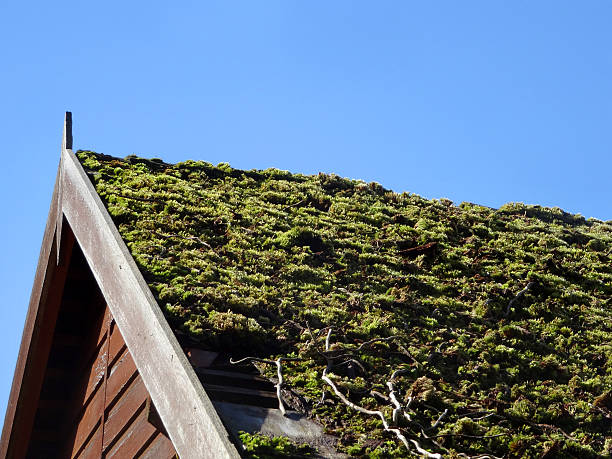 Close-up of a sloped green roof covered with grass, highlighting eco-friendly roofing trends 2021